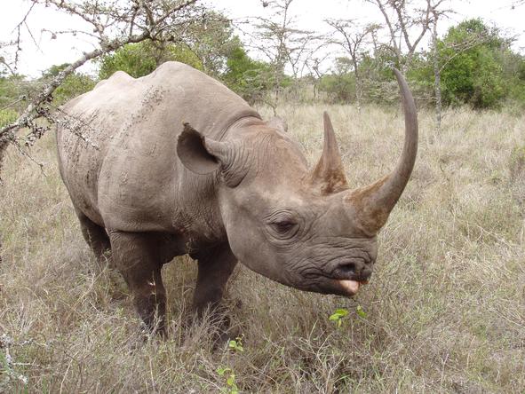 Sweetwaters Tented Camp - Wildlife 